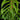 Monstera 'Esqueleto' L