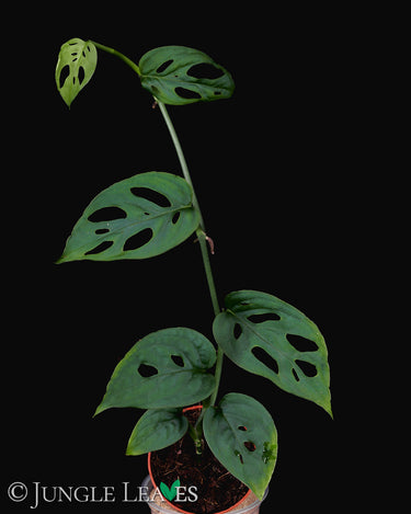 Monstera Esqueleto baby