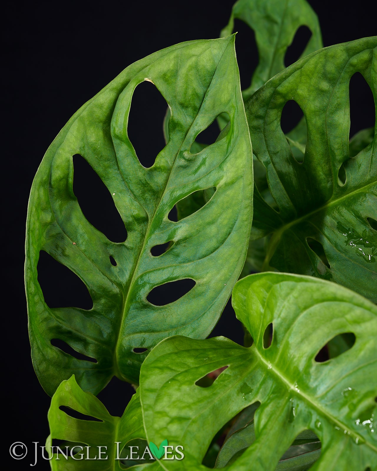 Monstera adansonii 'Monkey Mask' – Jungle Leaves