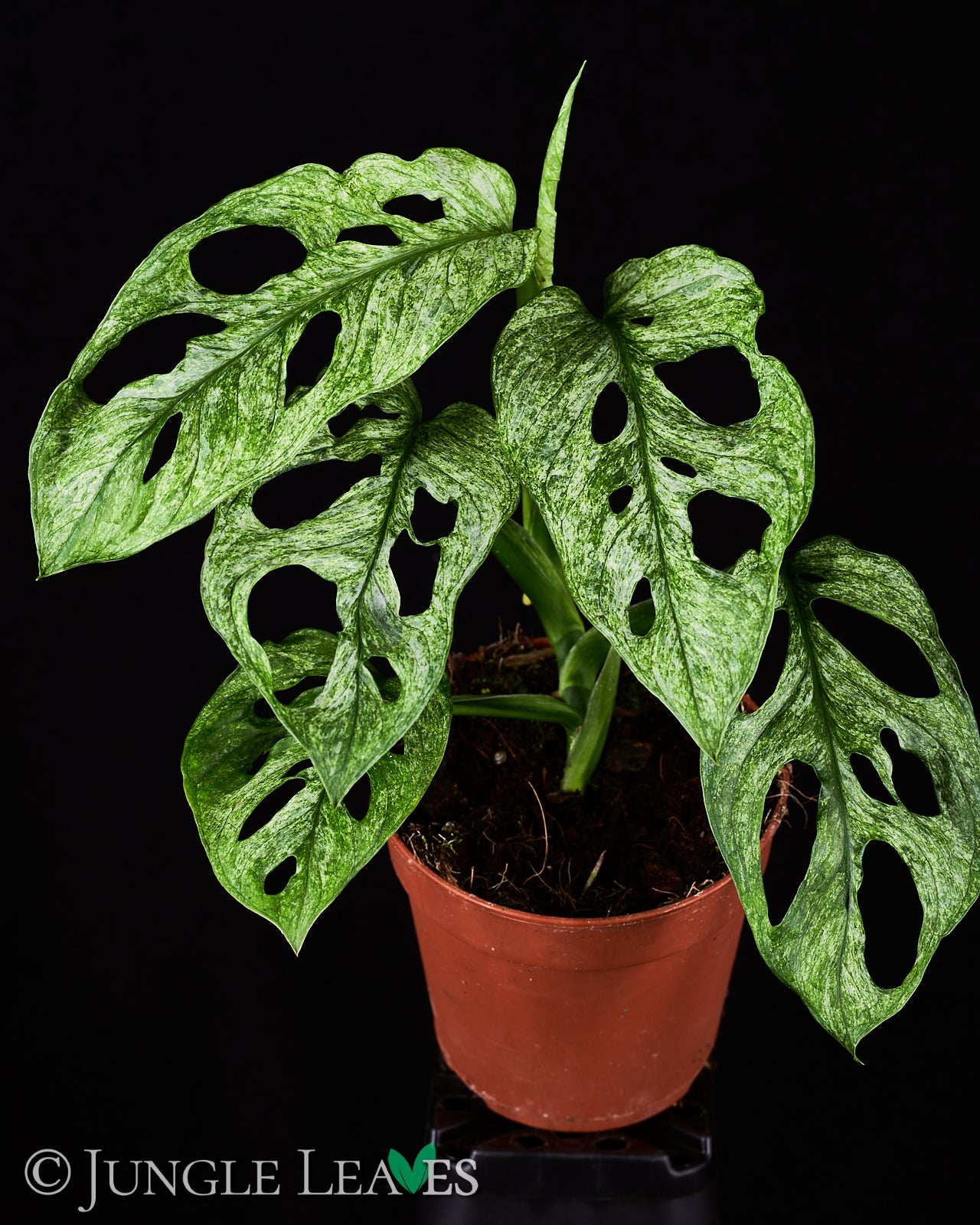 Monstera adansonii 'Mint' – Jungle Leaves