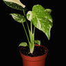 Monstera deliciosa 'Thai Constellation'