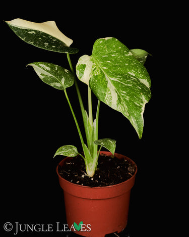 Monstera deliciosa 'Thai Constellation'