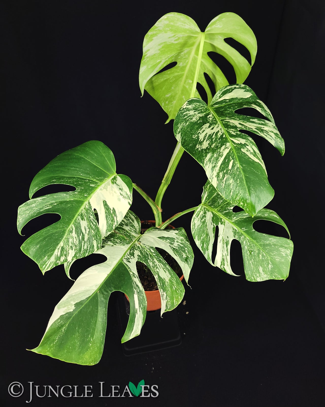 Monstera deliciosa 'variegata' – Jungle Leaves