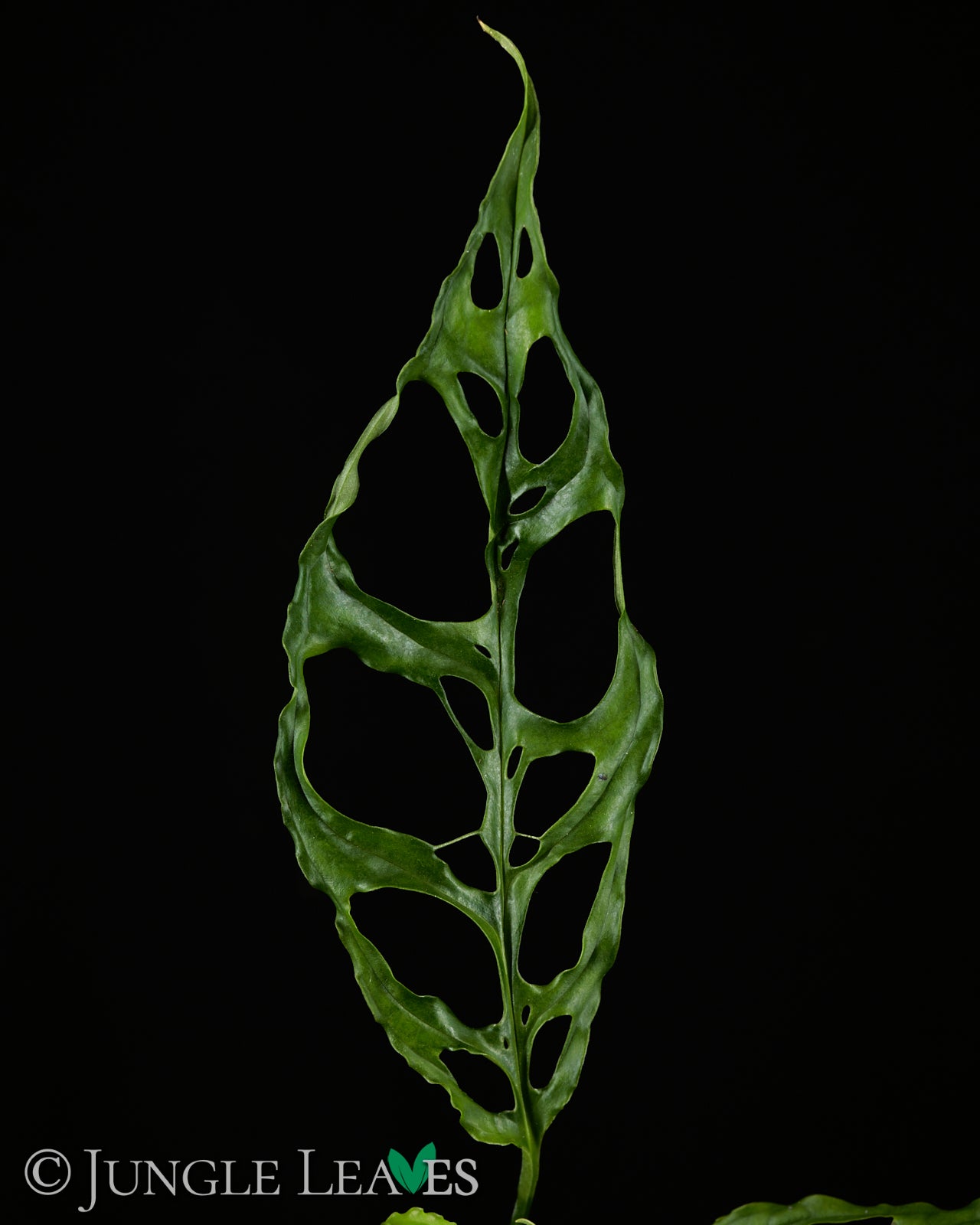 Monstera obliqua 'Peru' – Jungle Leaves