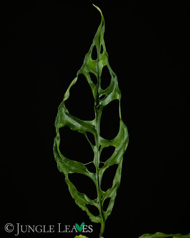 Monstera obliqua 'Peru'