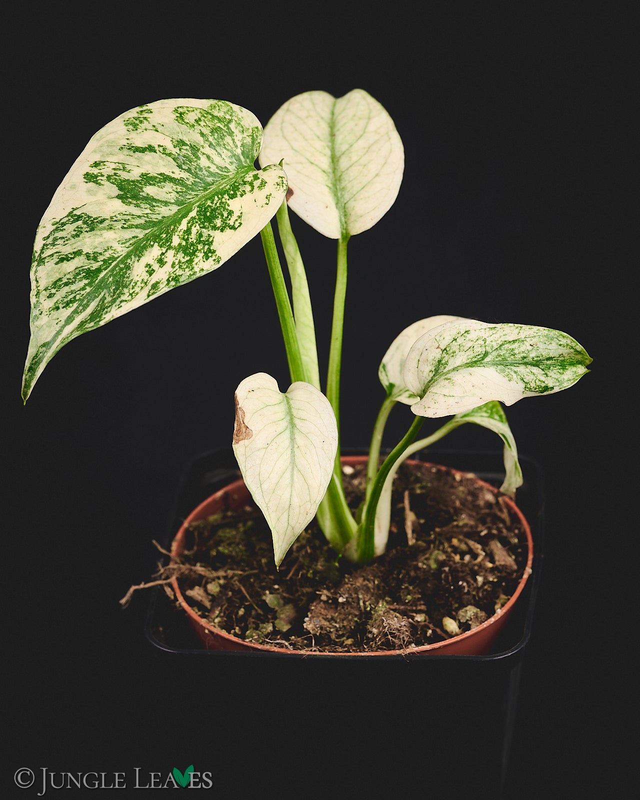 Monstera deliciosa 'White Monster' – Jungle Leaves