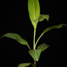 Musa 'Siam Ruby'