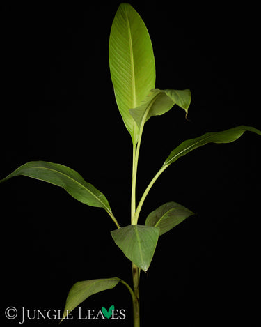 Musa 'Siam Ruby'
