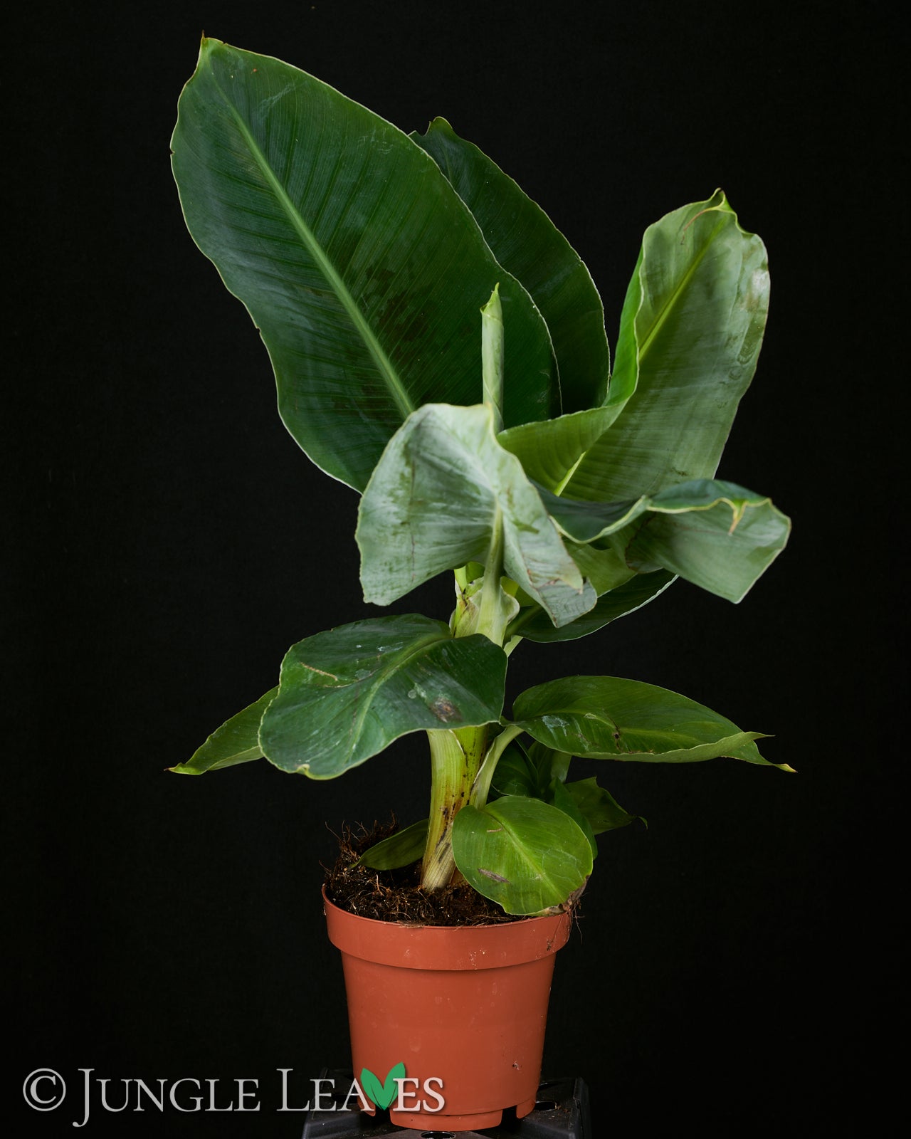 musa acuminata zimmerpflanze Musa acuminata 'Dwarf Cavendish' (Zimmer-Banane) – Jungle Leaves