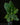 Musa acuminata ‘Dwarf Cavendish’