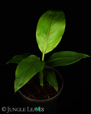 Musa basjoo