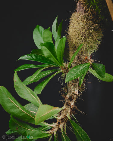 Myrmecodia sp. Passport