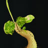 Myrmecodia echinata