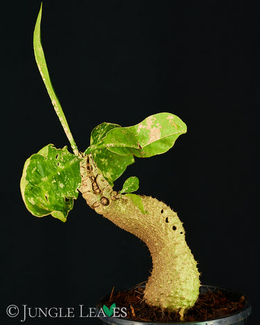 Myrmecodia echinata