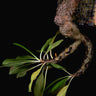 Myrmecodia tuberosa Standard