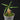 Myrmephytum longissimum