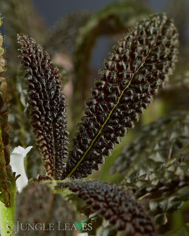 Nautilocalyx pemphidius