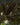Nautilocalyx pemphidius