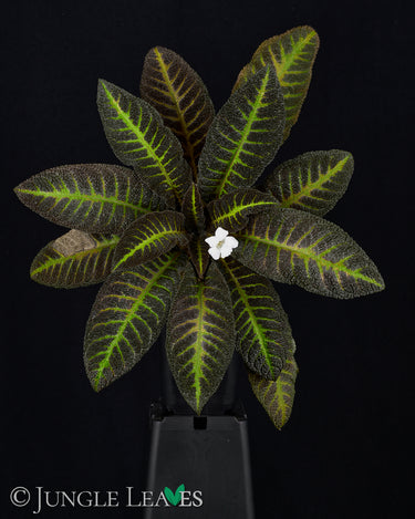 Nautilocalyx picturatus