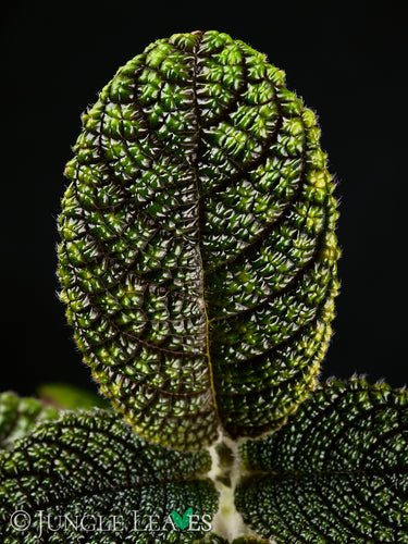 Nautilocalyx sp. 'Ecuador'