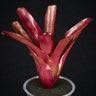 Neoregelia 'Fireball'
