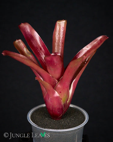 Neoregelia 'Fireball'