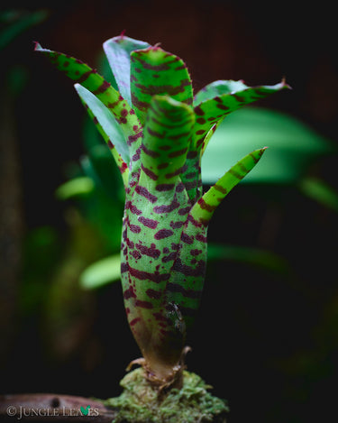 Neoregelia 'Tetis'