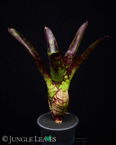 Neoregelia 'Toshiya'
