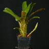 Neoregelia ampullacea