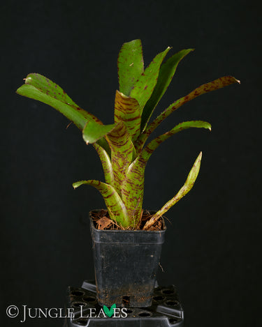 Neoregelia ampullacea