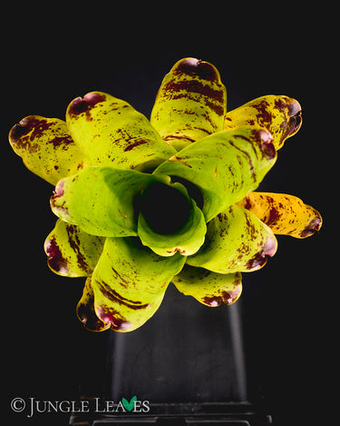 Neoregelia kautskyi