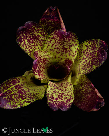 Neoregelia kautskyi Hybr.