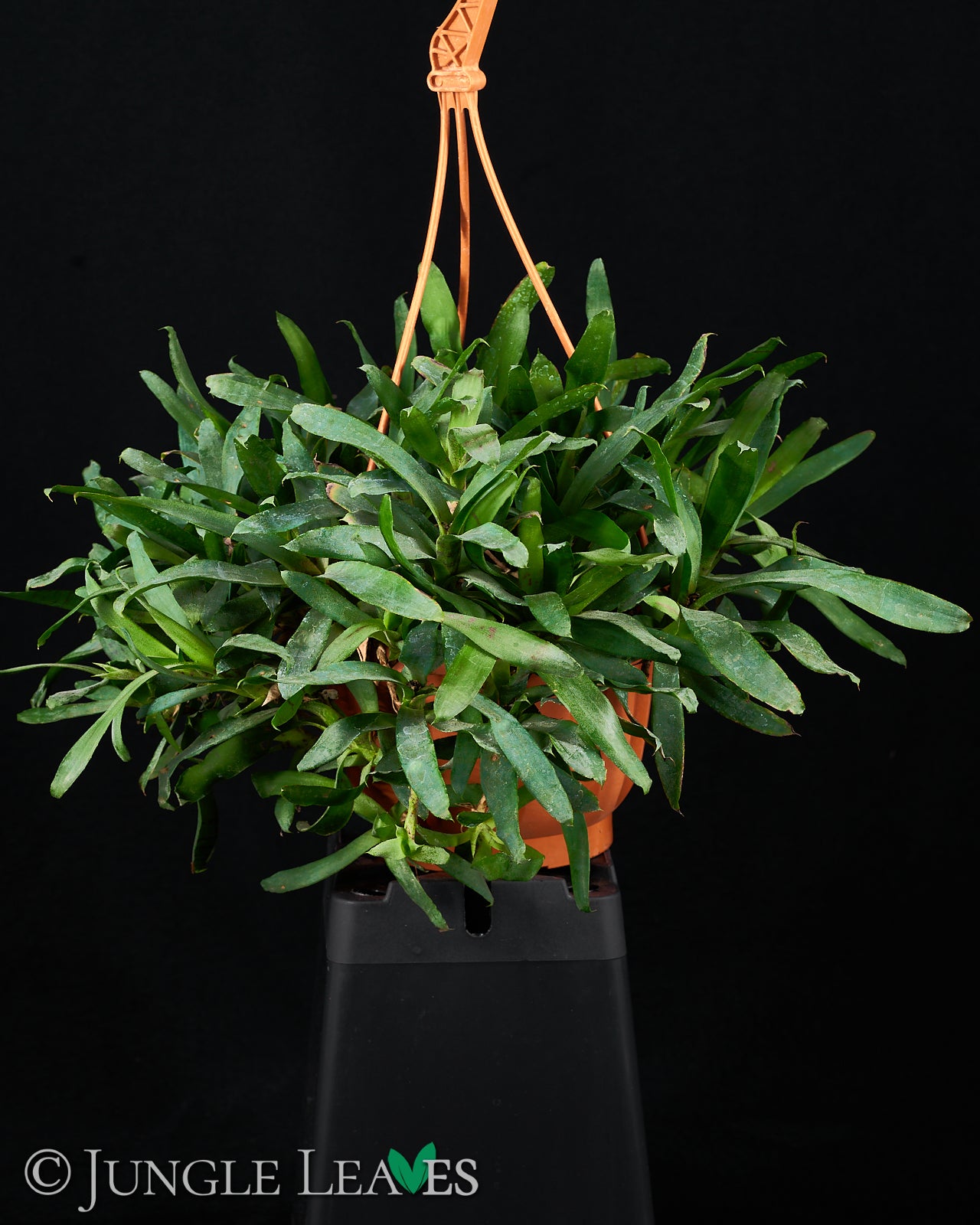 Neoregelia lilliputiana (Steckling) – Jungle Leaves