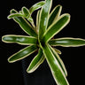 Neoregelia schultesiana 'Striped Fireball'