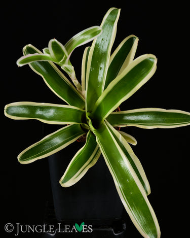 Neoregelia schultesiana 'Striped Fireball'