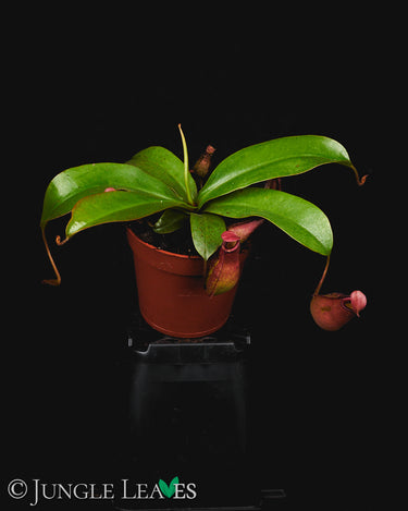 Nepenthes Bloody Mary S