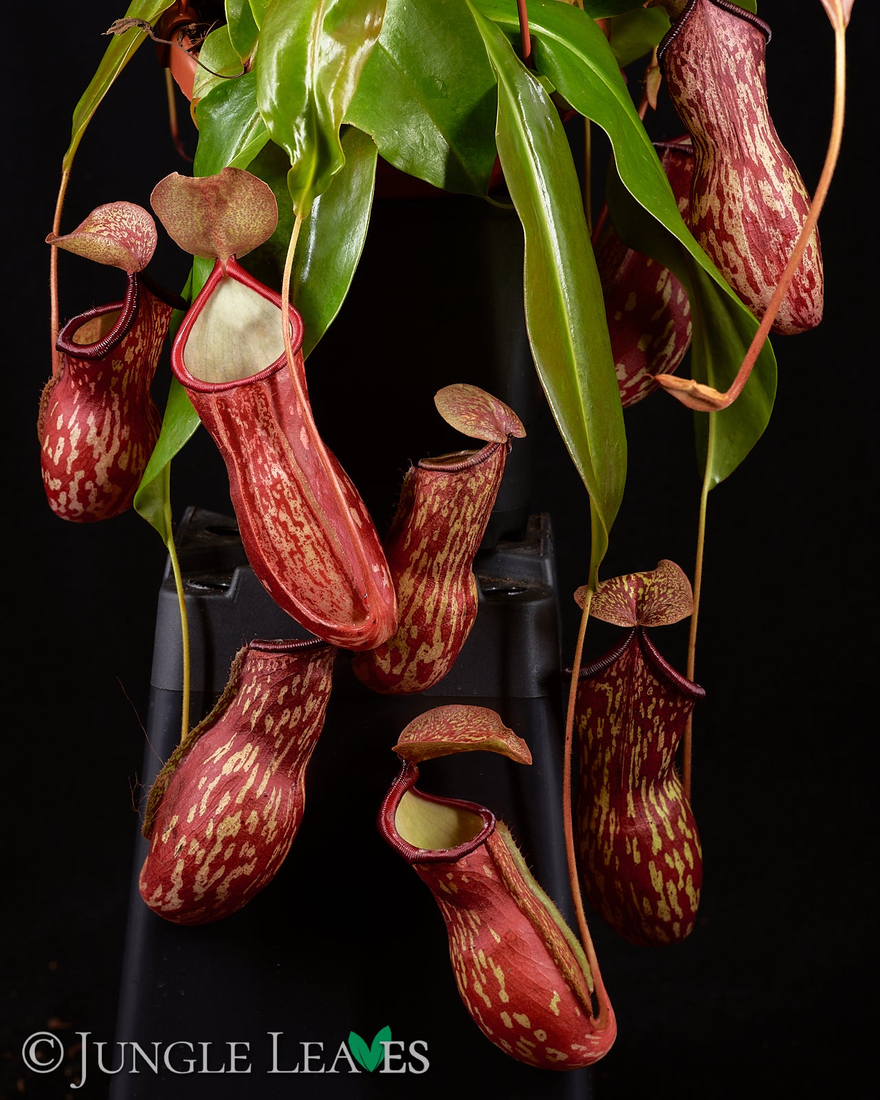 Nepenthes × Gaya – Jungle Leaves