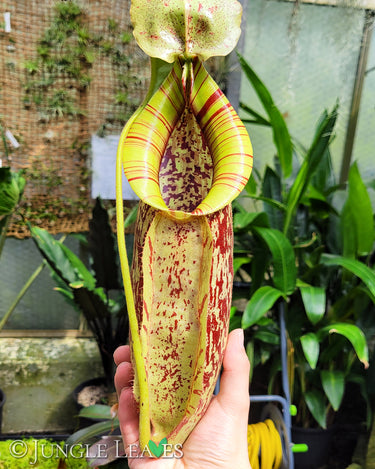 Nepenthes 'Mojito'