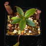 Nepenthes attenboroughii BCP