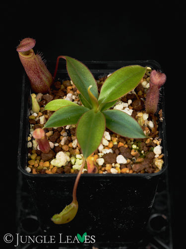 Nepenthes attenboroughii BCP