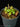 Nepenthes macrophylla BCP