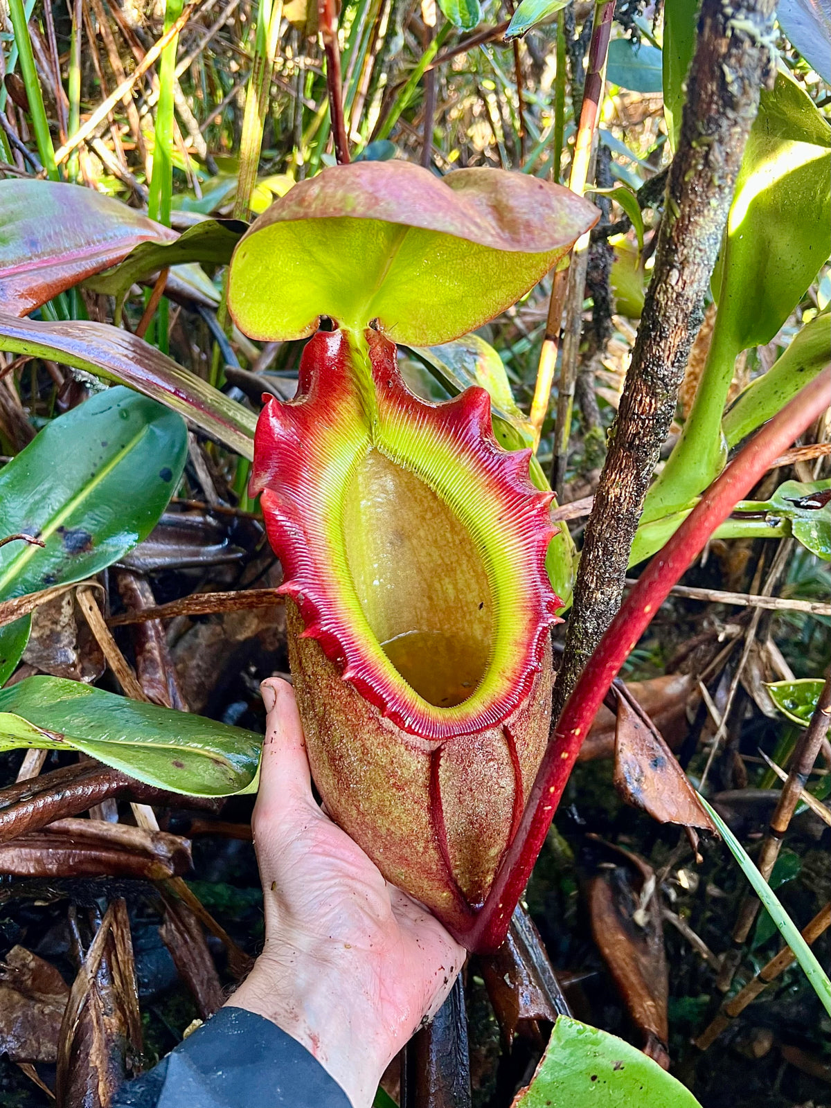 Nepenthes rajah (Mt. Tambuyukon, Borneo) €29.99 - Jungle Leaves