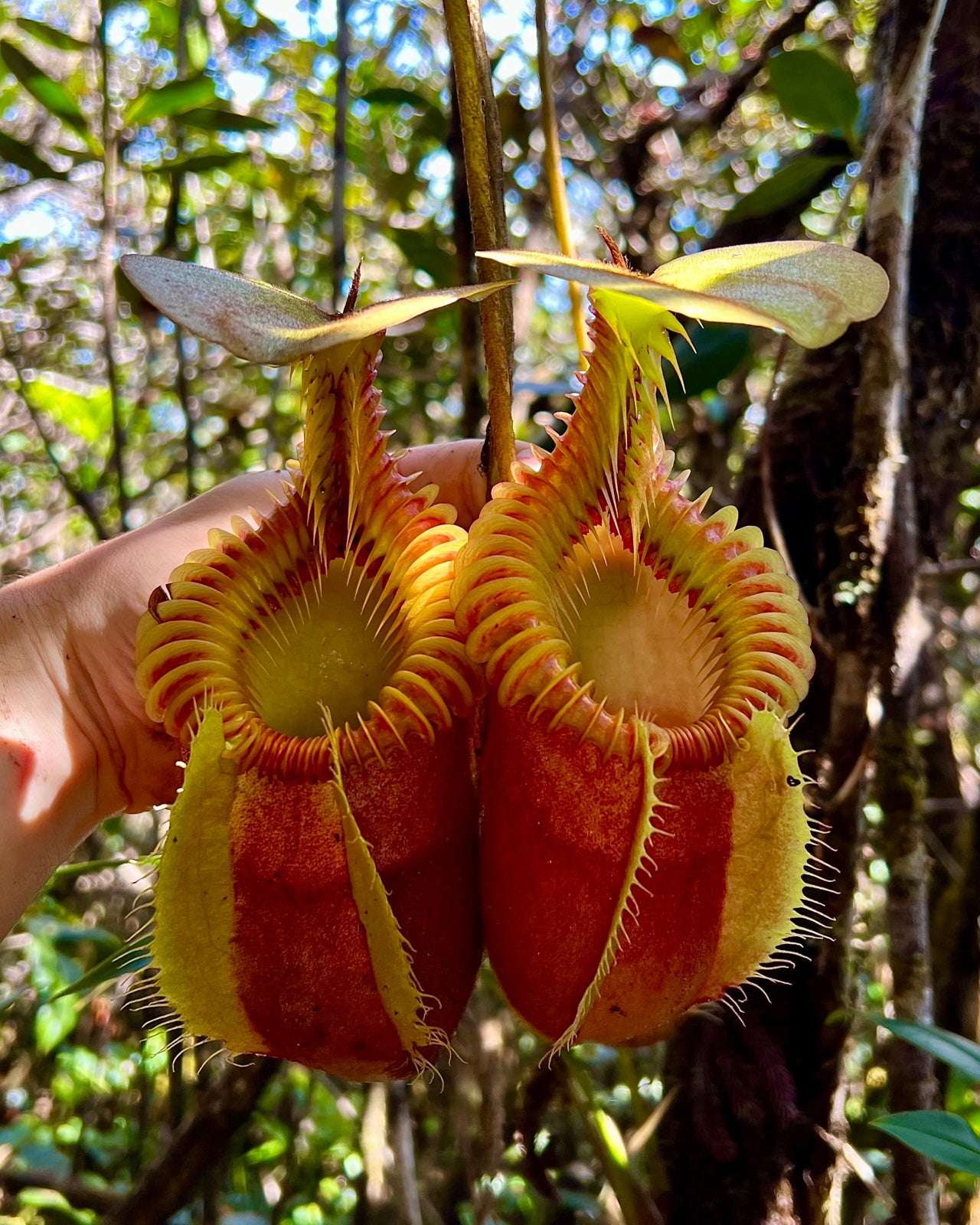 Nepenthes villosa (Mt. Kinabalu, Borneo) €99.99 - Jungle Leaves
