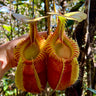 Nepenthes villosa