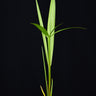 Nypa fruticans