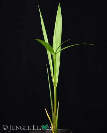 Nypa fruticans