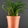 Ophiopogon japonicus 'Minor'