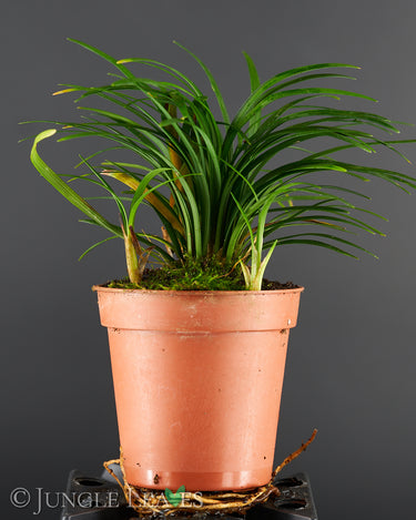 Ophiopogon japonicus 'Minor'