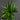 Ophiopogon japonicus 'Minor'