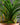 Ophiopogon japonicus 'Minor'